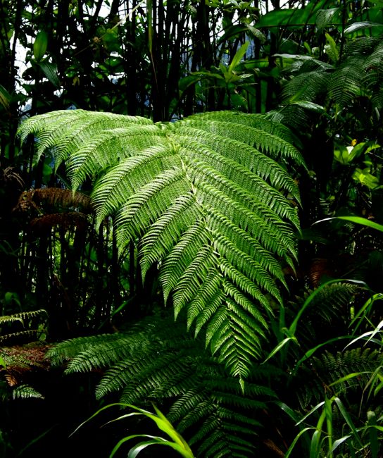 vegetation along road from banos to puyo