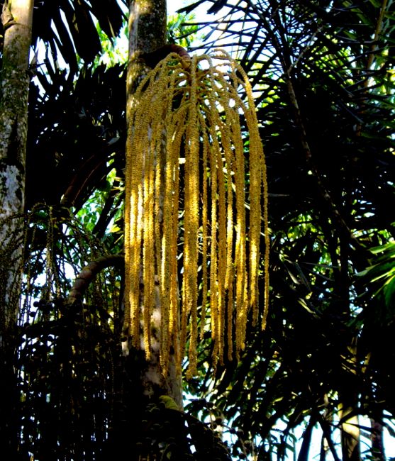 puyo - botanic gardens