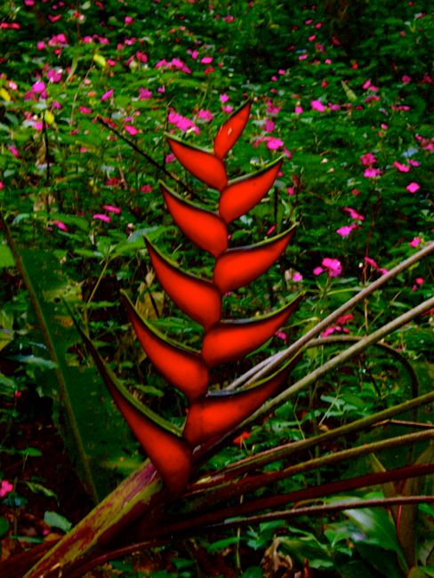 puyo  - botanic gardens