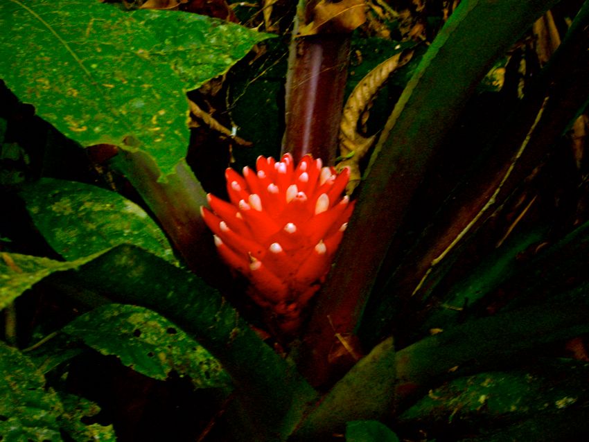 puyo  - botanic gardens