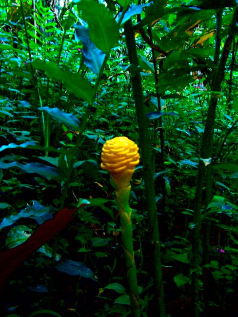 puyo  - botanic gardens