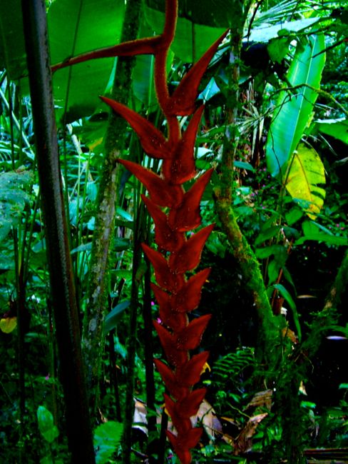 puyo  - botanic gardens