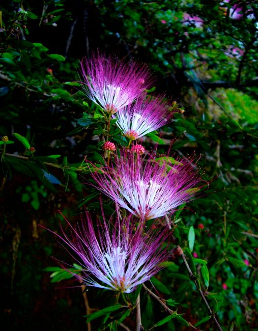 puyo  - botanic gardens
