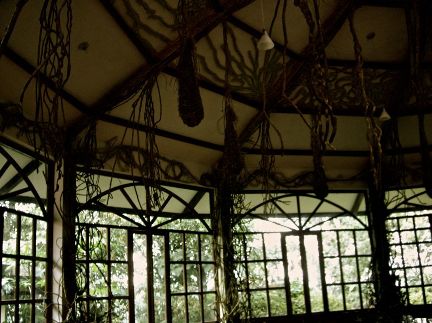 jungle area around puyo - el mirador