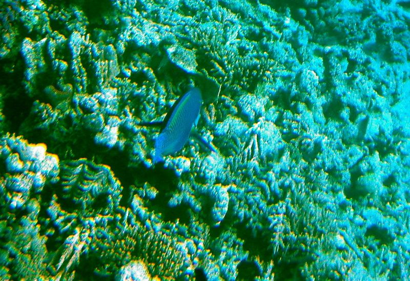 hurghada - under the red sea