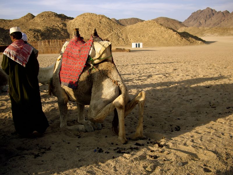 eastern desert - beduins