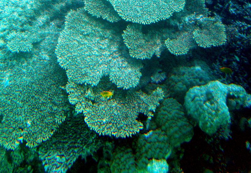 hurghada - under the red sea