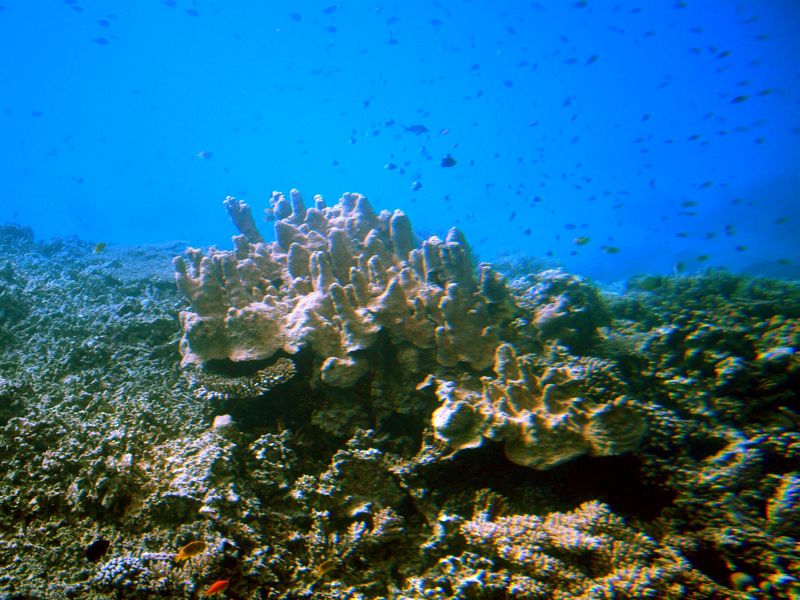 hurghada - under the red sea