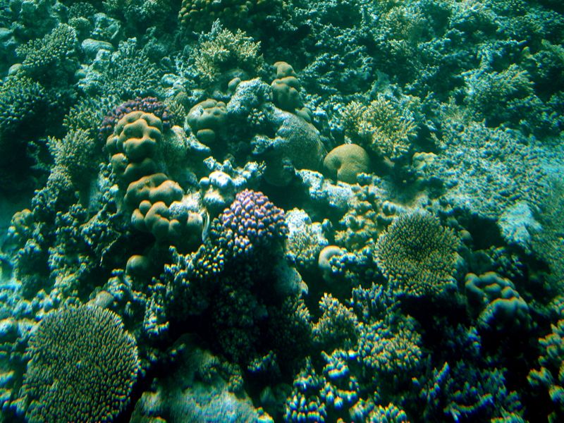 hurghada - under the red sea