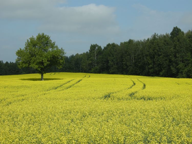 countryside in the central-northern region