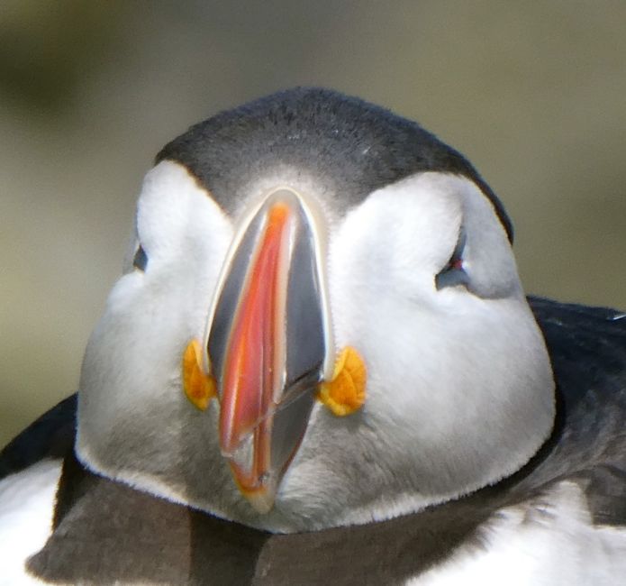 southwestern region (2022) - adorable puffy