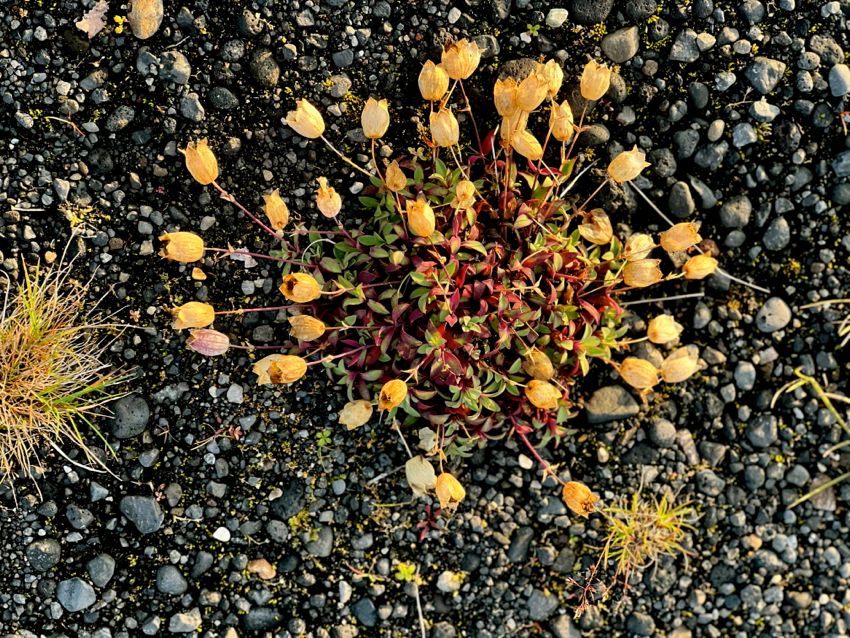 southern region (2022)