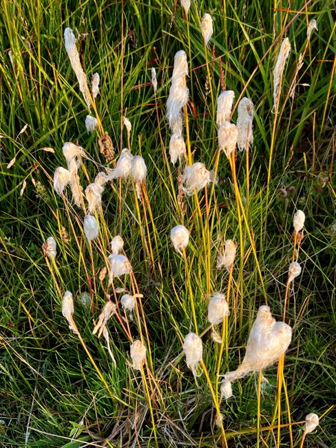 southern region (2022)