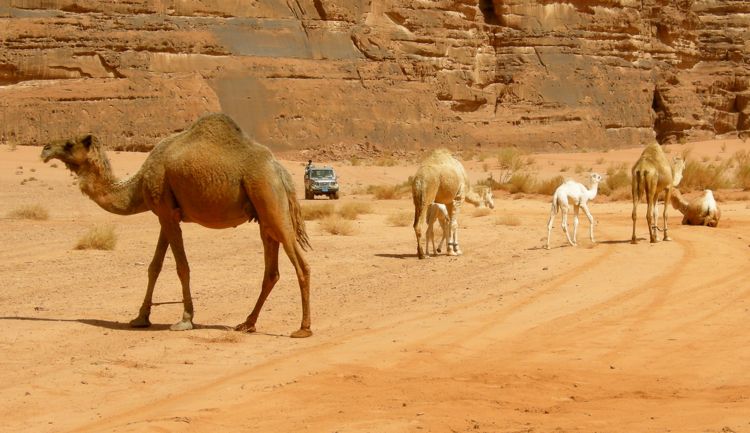 wadi rum