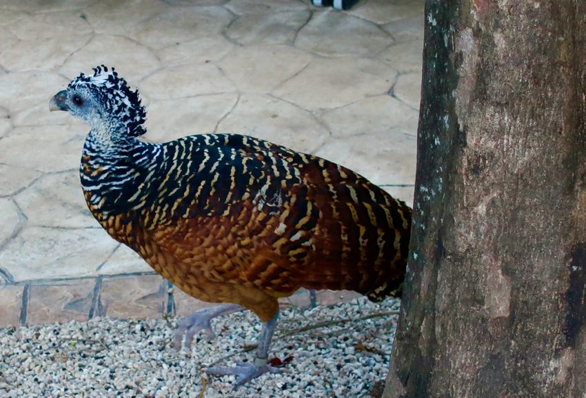 playa del carmen, 2017