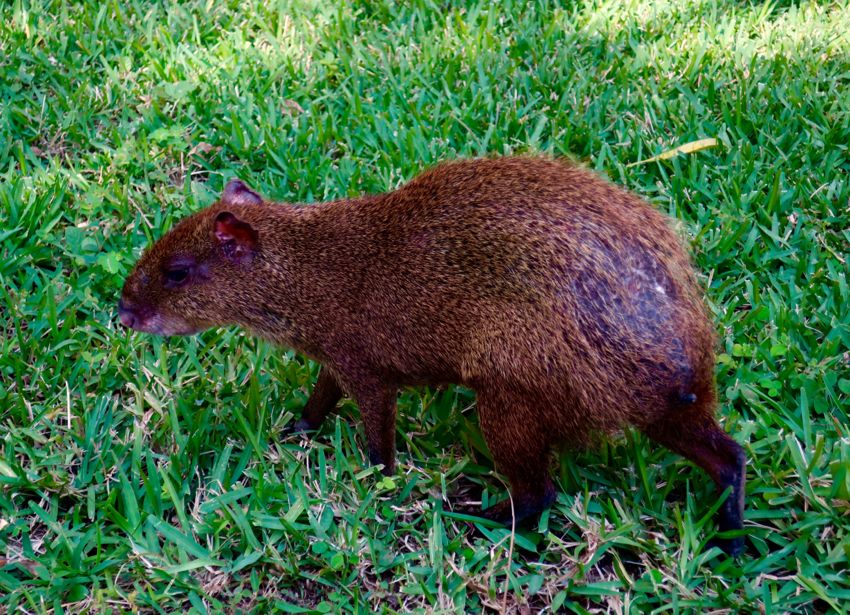 playa del carmen, 2017