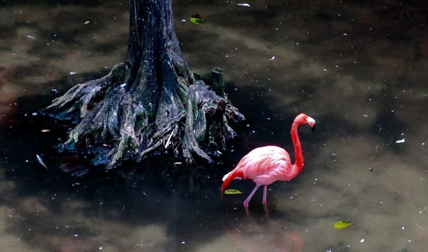 playa del carmen, 2017