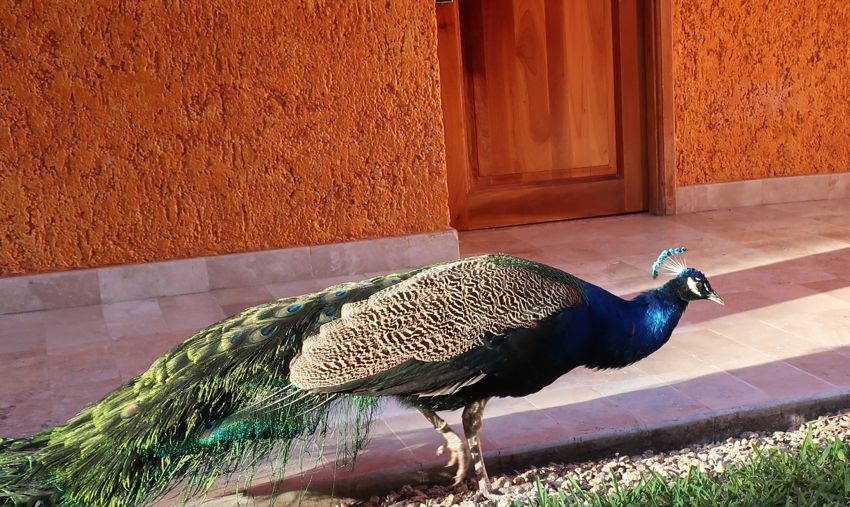 playa del carmen, 2017