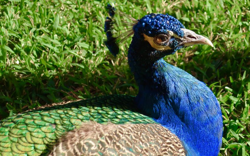 playa del carmen, 2017