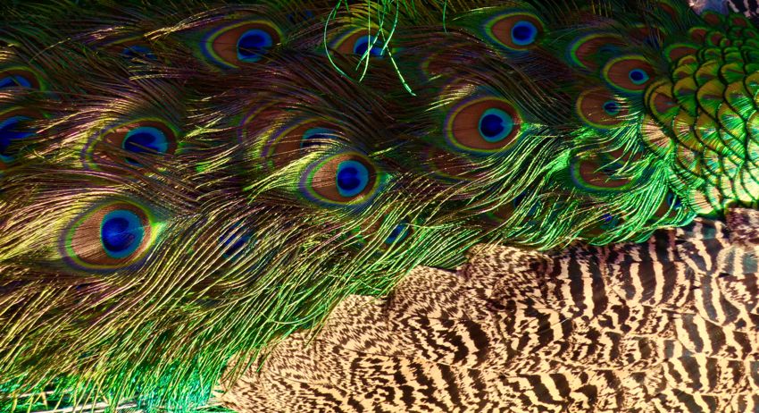 playa del carmen, 2017