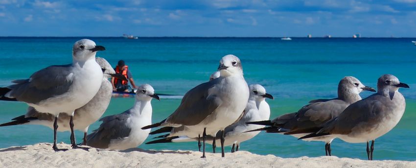 playa del carmen, 2017