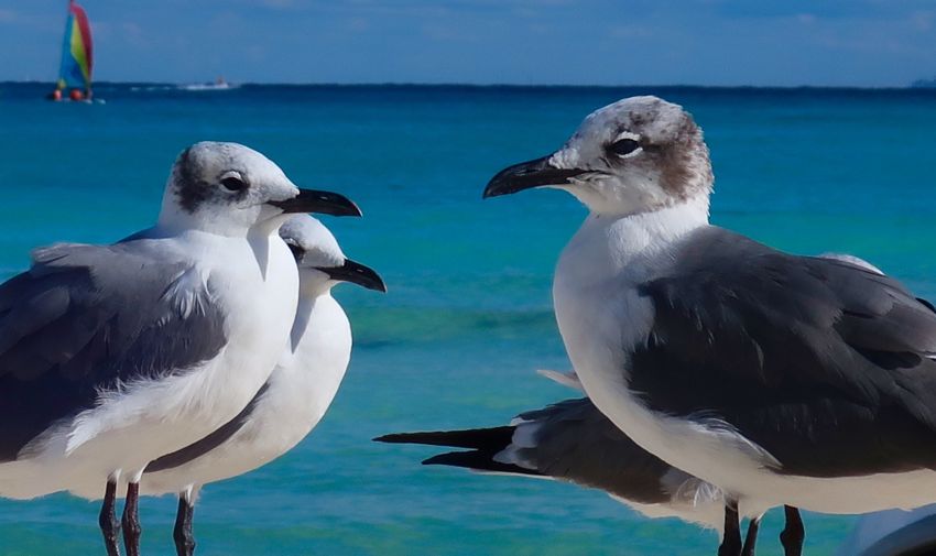 playa del carmen, 2017