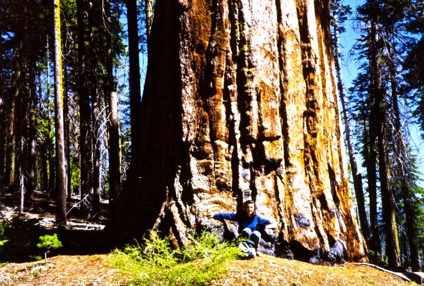 sequoia (2000)