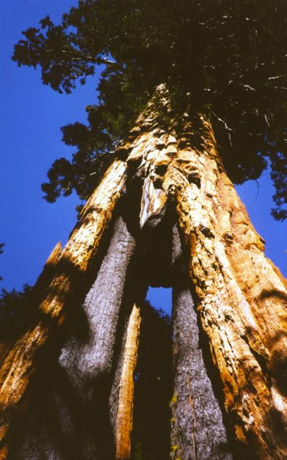 sequoia (2000)