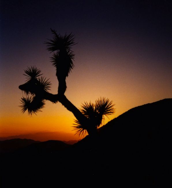 joshua tree (2002)