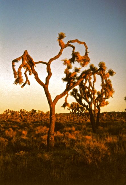 joshua tree (2002)
