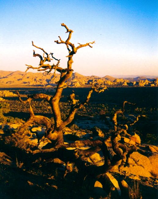 joshua tree (2002)