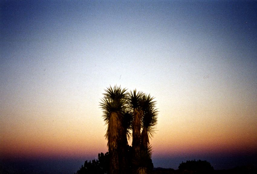 joshua tree (2002)