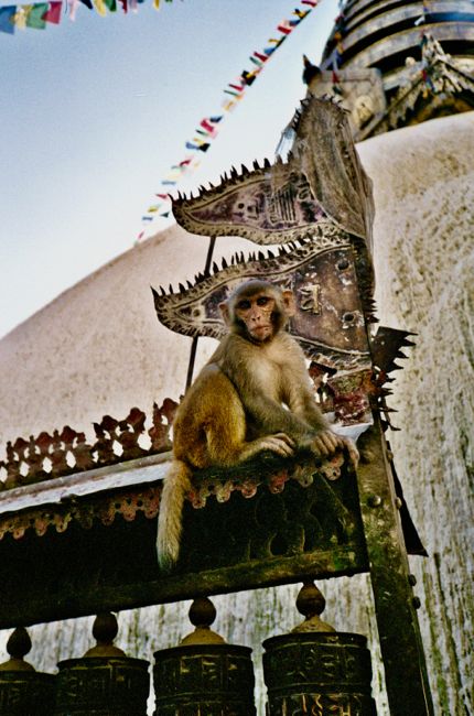 kathmandu - monkey temple