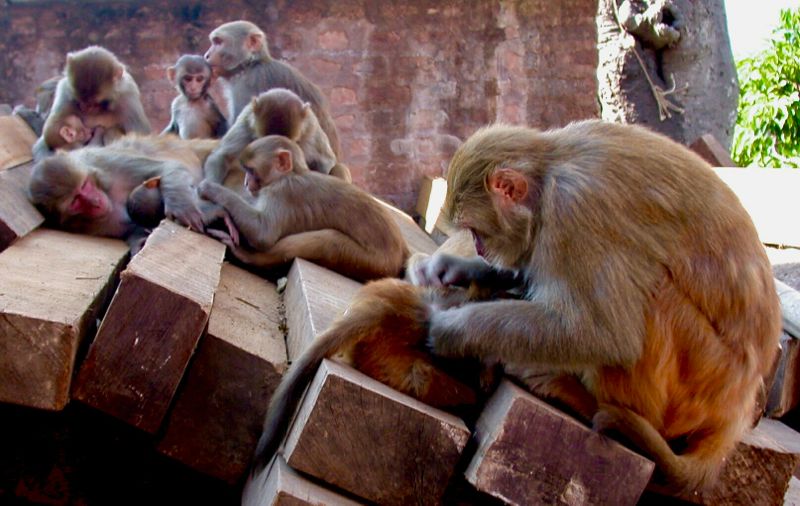 kathmandu - monkey temple