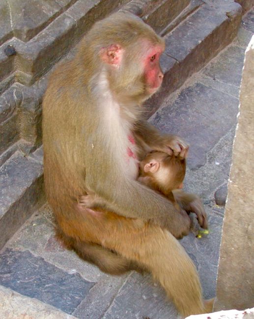 kathmandu - monkey temple