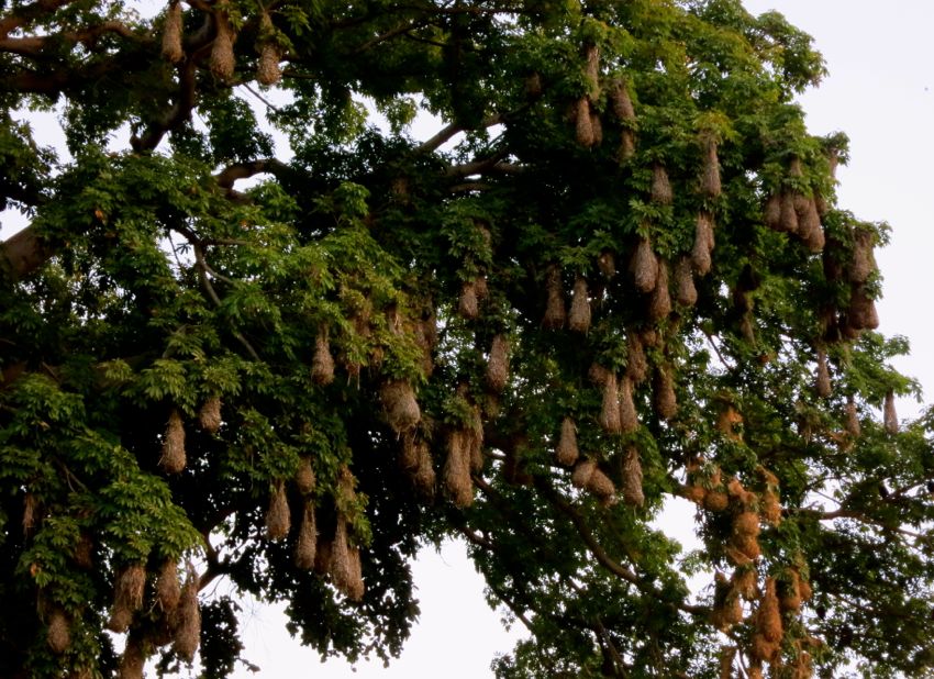 granada - las isletas