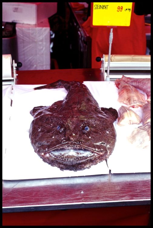 bergen - first market