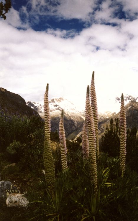 mountain flowers around alpamayo base camp