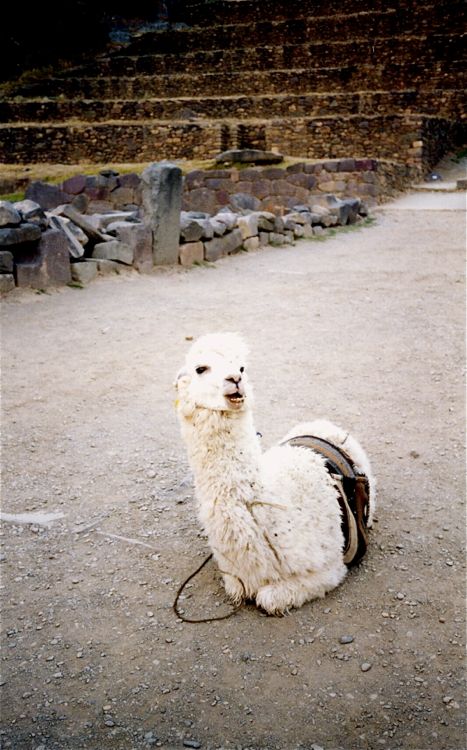 ollantaytambo - lama