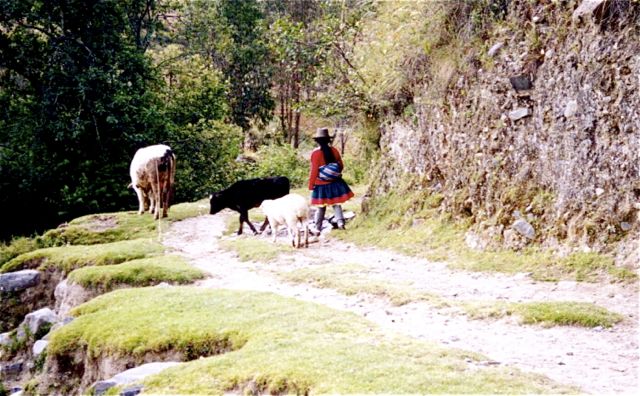 woman sheperd in the mountains around huaraz