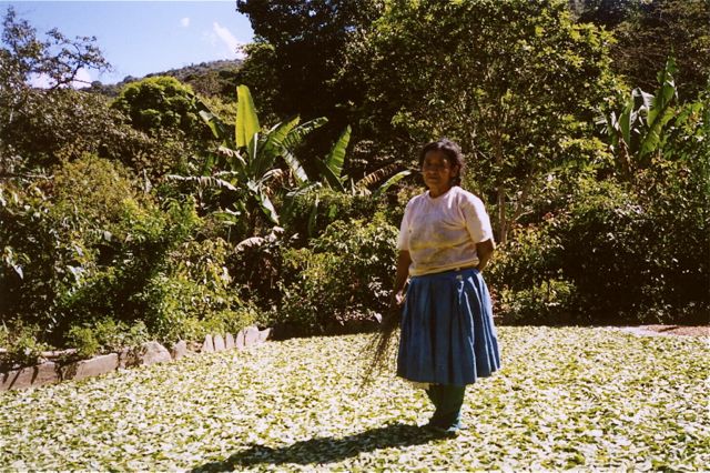 quillabamba - coca plantation