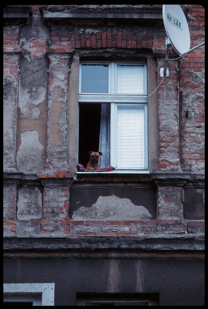 poland_dog-in-window