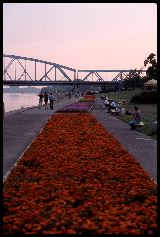 torun_flowers