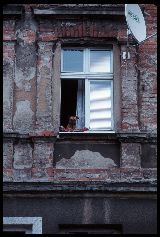 poland_dog-in-window