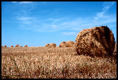 hayrolls