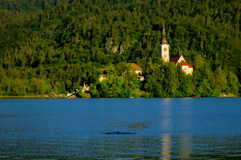 bled