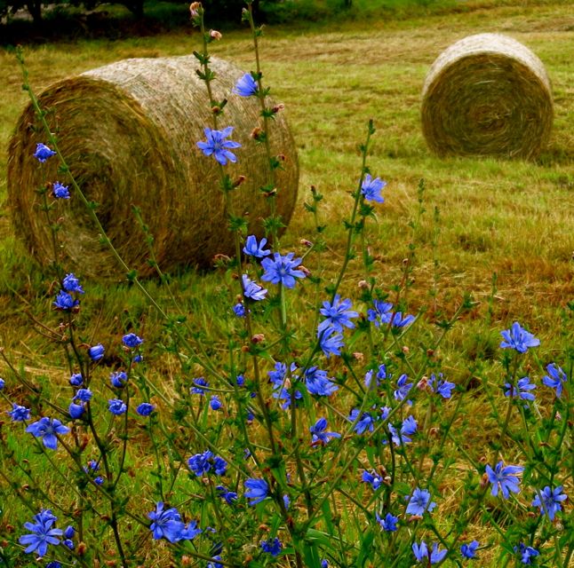 south-western contryside