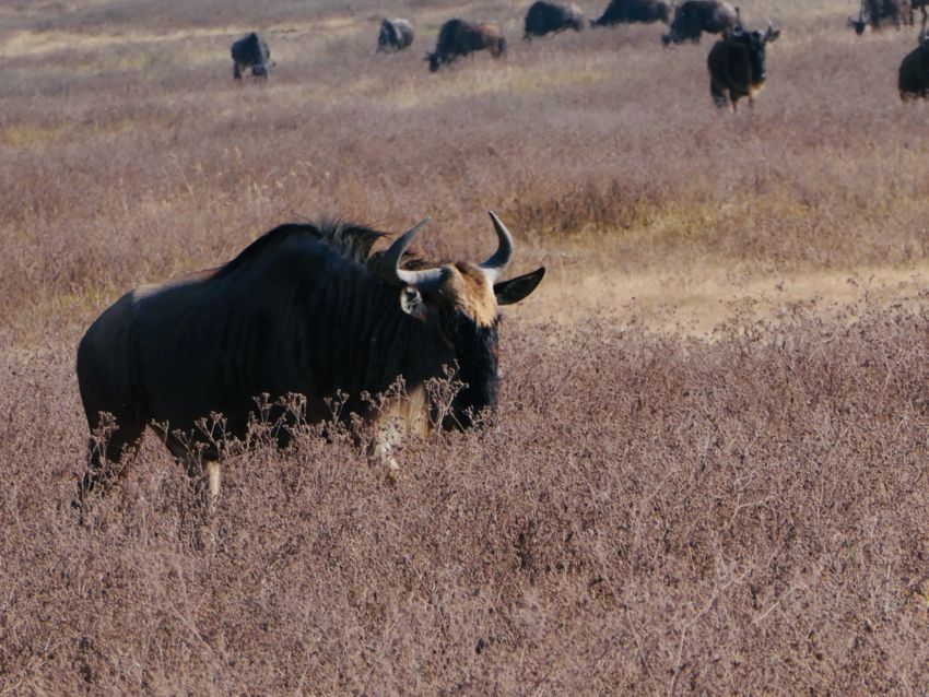 ngorongoro crater