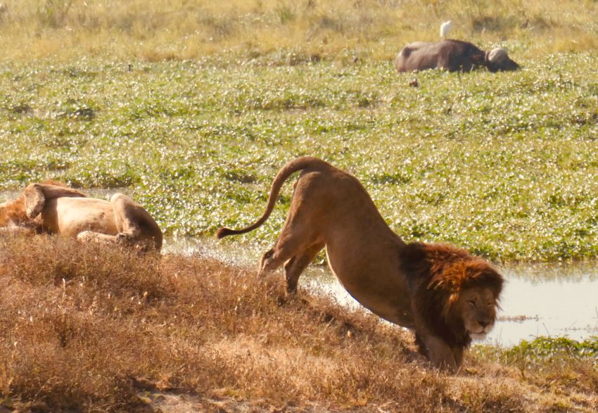 ngorongoro crater