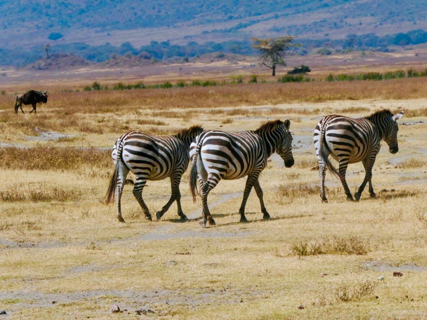 ngorongoro crater